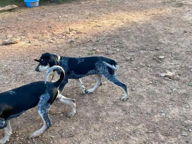 4 Full-blooded blue English coonhound puppies for sale - 3/7