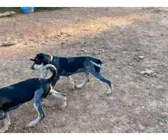 4 Full-blooded blue English coonhound puppies for sale - 3