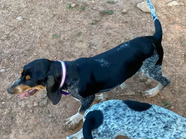 4 Full-blooded blue English coonhound puppies for sale - 5/7