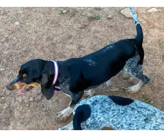 4 Full-blooded blue English coonhound puppies for sale - 5
