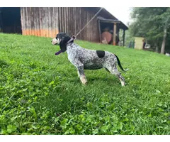 4 Full-blooded blue English coonhound puppies for sale - 6