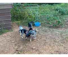 4 Full-blooded blue English coonhound puppies for sale - 7