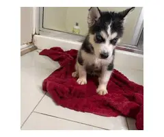 AKC Purebred Siberian Husky Puppies for Sale