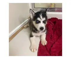 AKC Purebred Siberian Husky Puppies for Sale - 3
