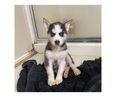 AKC Purebred Siberian Husky Puppies for Sale - 7