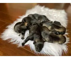2 females and 5 males mini schnauzer puppies