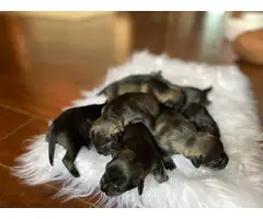 2 females and 5 males mini schnauzer puppies
