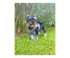 2 females and 5 males mini schnauzer puppies