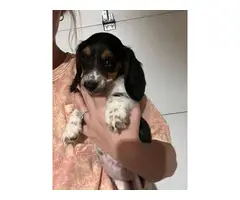 2 sweet Dachshund puppies looking for homes