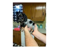 2 sweet Dachshund puppies looking for homes - 2