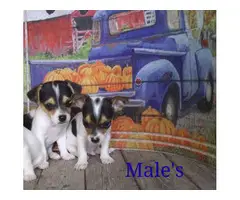 6 Rat Terrier/Chihuahua puppies