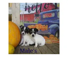 6 Rat Terrier/Chihuahua puppies - 2