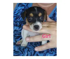 6 Rat Terrier/Chihuahua puppies - 4
