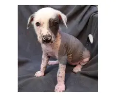 Peruvian Inca Hairless Puppies for Sale