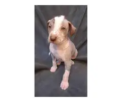 Peruvian Inca Hairless Puppies for Sale