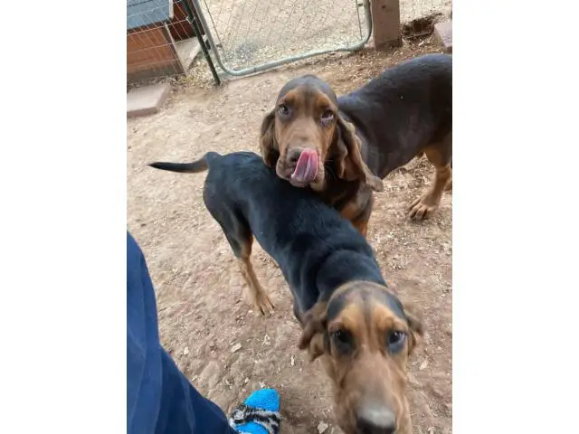 2 Bloodhound puppies looking for a good home - 1/5