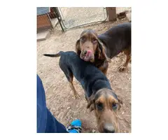 2 Bloodhound puppies looking for a good home