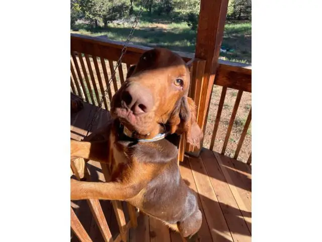 2 Bloodhound puppies looking for a good home - 2/5