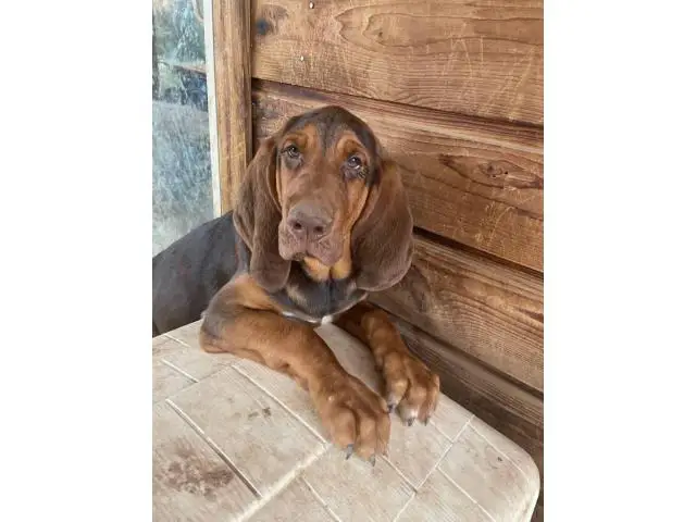 2 Bloodhound puppies looking for a good home - 3/5