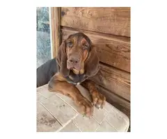 2 Bloodhound puppies looking for a good home - 3