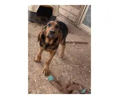2 Bloodhound puppies looking for a good home - 5