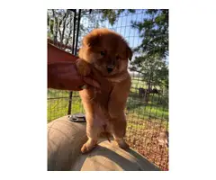 7 purebred chow puppies for sale - 6