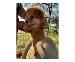 7 purebred chow puppies for sale - 7