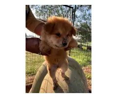 7 purebred chow puppies for sale - 9