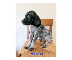 5 GSP puppies available - 3