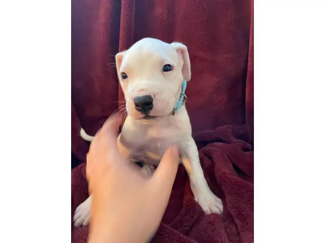Pure bred Dogo Argentino puppies for Sale - 1/6