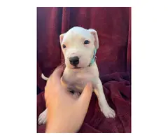 Pure bred Dogo Argentino puppies for Sale