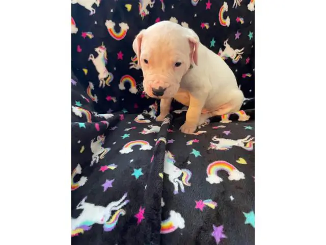 Pure bred Dogo Argentino puppies for Sale - 2/6