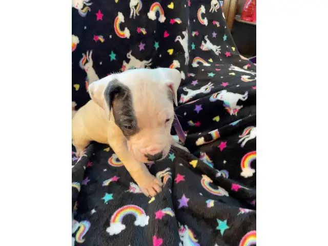 Pure bred Dogo Argentino puppies for Sale - 3/6