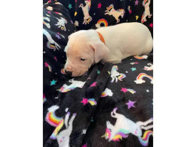 Pure bred Dogo Argentino puppies for Sale - 4/6