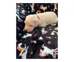 Pure bred Dogo Argentino puppies for Sale - 4