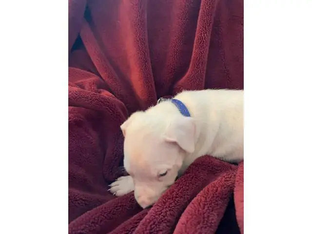 Pure bred Dogo Argentino puppies for Sale - 5/6
