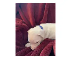 Pure bred Dogo Argentino puppies for Sale - 5