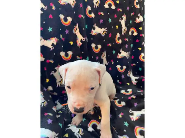 Pure bred Dogo Argentino puppies for Sale - 6/6