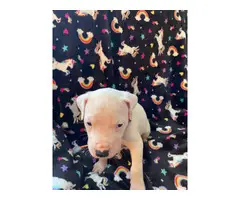 Pure bred Dogo Argentino puppies for Sale - 6