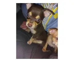 3 Chihuahua puppies
