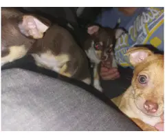 3 Chihuahua puppies - 2