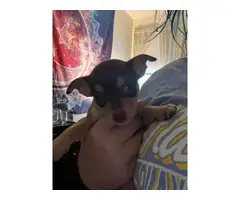 3 Chihuahua puppies - 3