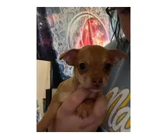 3 Chihuahua puppies - 4