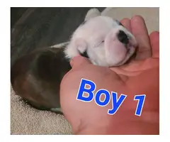 2 Boston terrier puppies for sale
