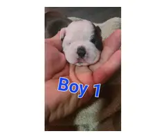 2 Boston terrier puppies for sale