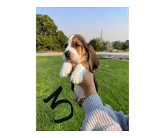 American Basset Hound Puppies - 5