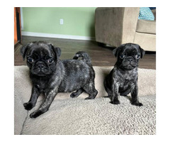 2 black brindle Pug puppies for sale