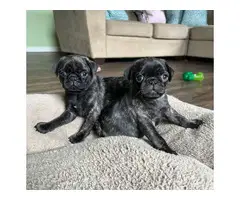 2 black brindle Pug puppies for sale - 3