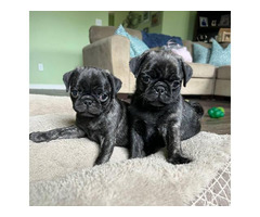 2 black brindle Pug puppies for sale