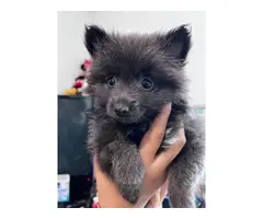 Sable and blue Pomeranian puppies